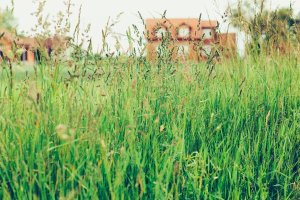 Tall Grass Cutting in Zionsville